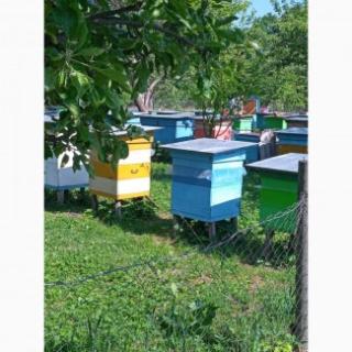 Продам бджолопакети - фото