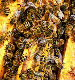 Продам бджолопакети 3+1р. 4р.р. безсотові - фото