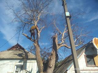 Обрізка, видалення та спил дерев Київ - фото