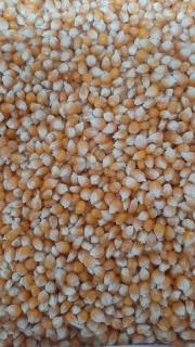Зерно кукурудзи попкорн американських гібридів. - фото