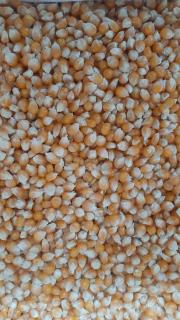 Продам зерно кукурудзи попкорн американських гібридів - фото