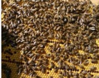 Продам бджолопакети - фото
