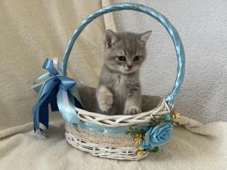 Британські короткошерсні кошенята лілового кольору та блакитне золото - фото