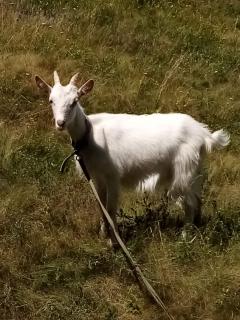 Кози. Козочки молочні. Кози. Козочки молочні.