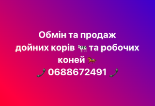 Обмін та продаж дойних корів, робочих коней - фото