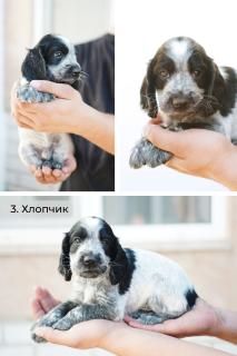 Цуценята мисливського спанієля / охотничий спаниель - фото