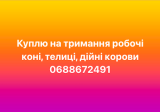 Купую на тримання робочі коні, дійні корови, телиці - фото