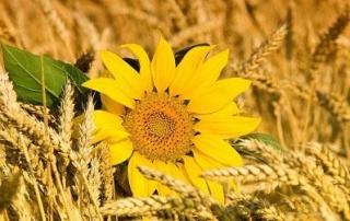 Купуємо зерновідходи та некондицію. Самовивіз - фото