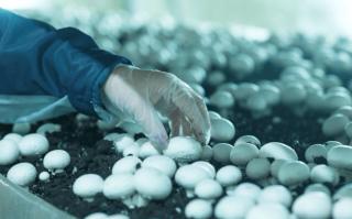 Польська фірма запрошує на збір грибів печериць