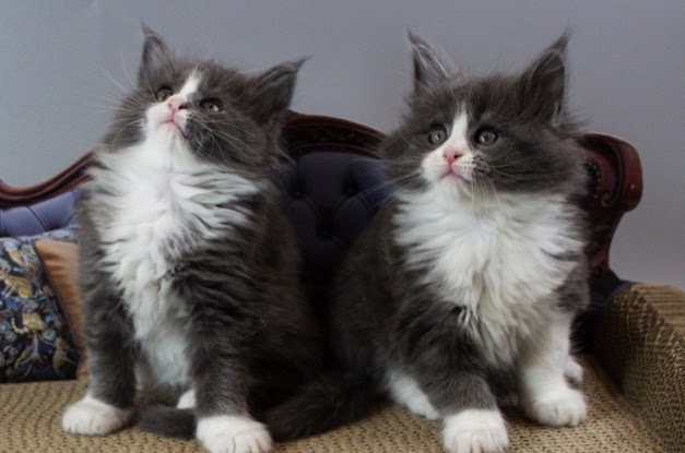 Мейнкуни клубні кошенята, фото 1 Мейнкуни клубні кошенята, фото 1