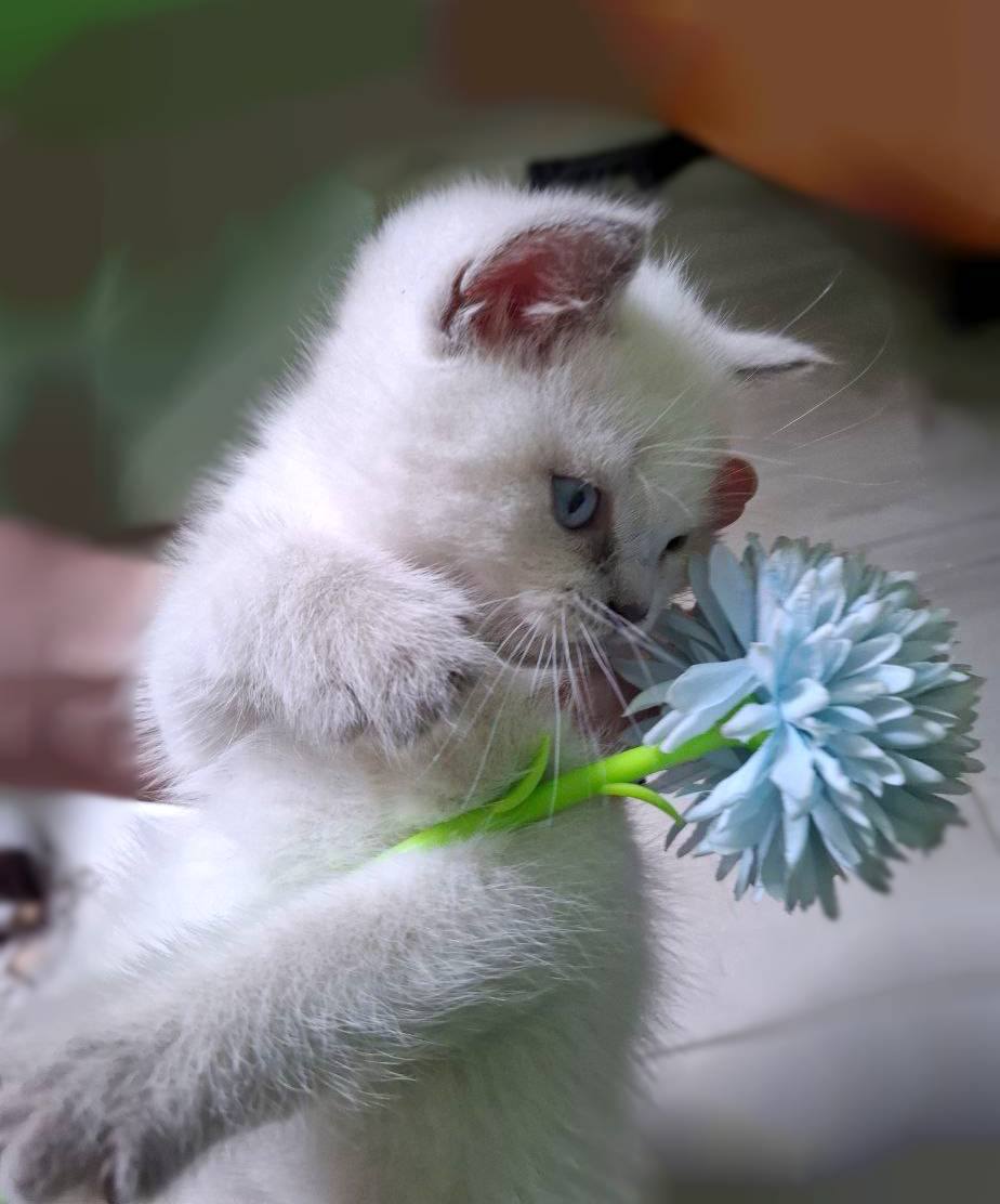 Шотландський котик, фото 1 Шотландський котик, фото 1