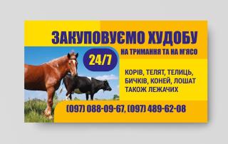 Закупівля худоби на тримання та на мясо за дуже гарно гароной ціною - фото