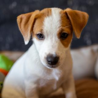 Хлопчик B1 Джек Рассел тер’єра. Офіційний розплідник КСУ–FCI - фото