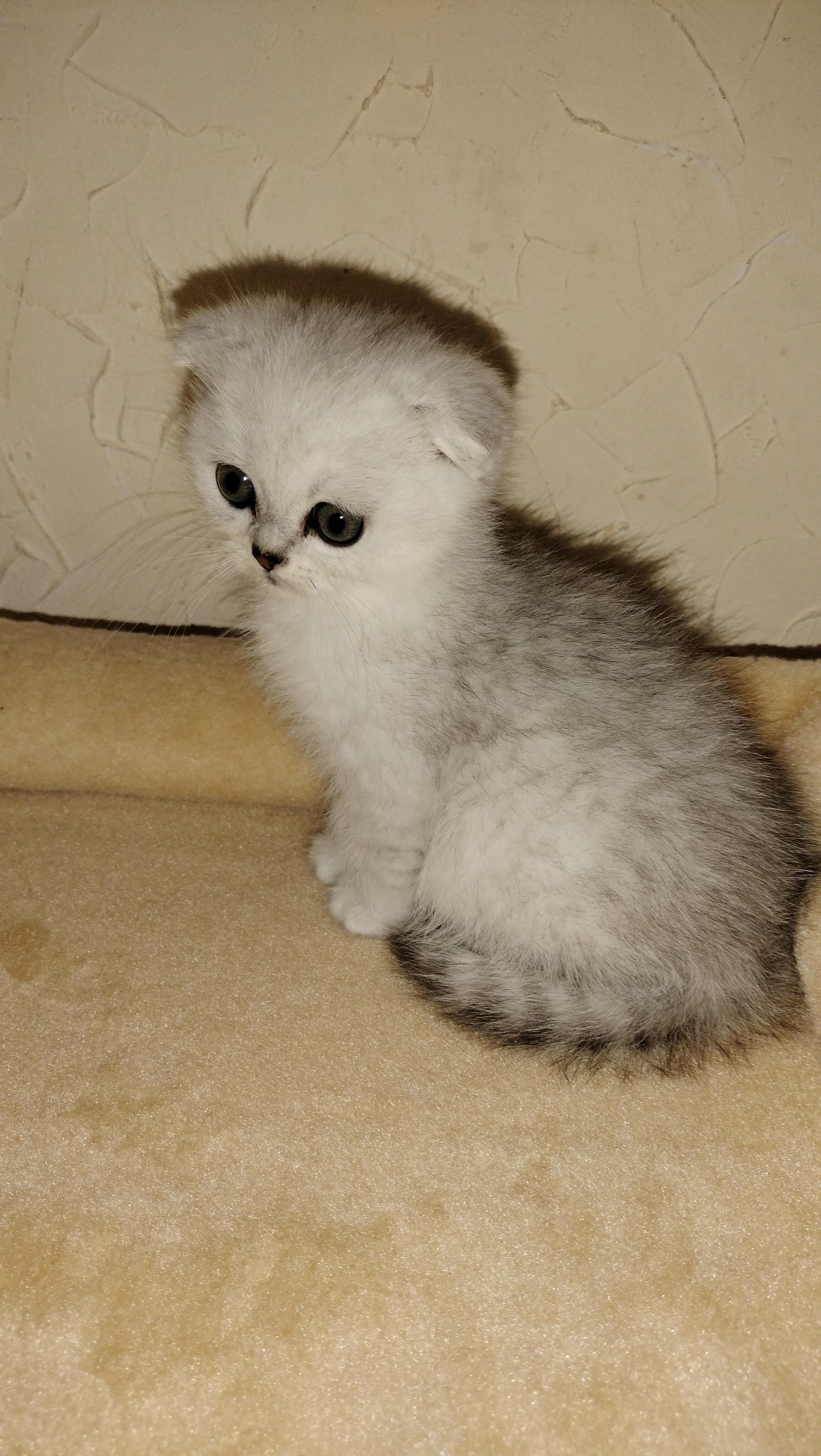 Кошенятко котик чистокровний Скотіш фолд, фото 1 Кошенятко котик чистокровний Скотіш фолд, фото 1