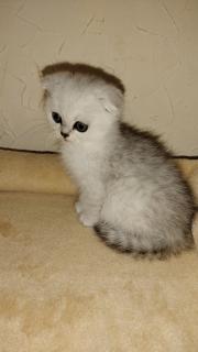 Кошенятко котик чистокровний Скотіш фолд - фото