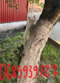 Продам котики