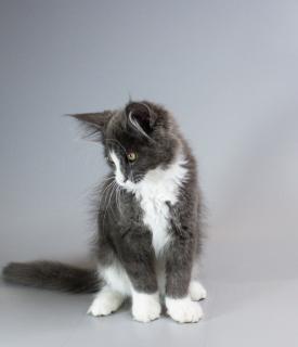 Котик мейнкун з родословною - фото