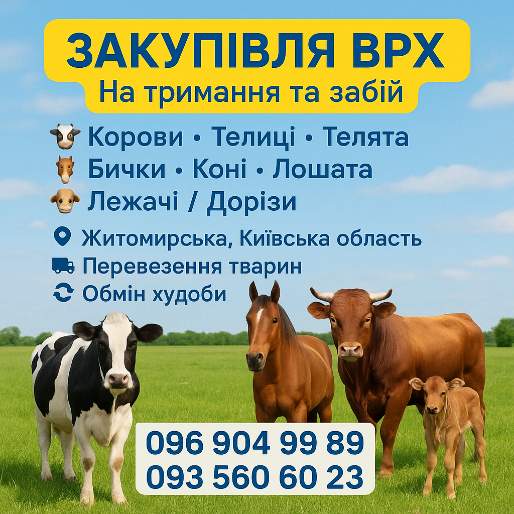 Закуповуємо ВРХ на триманння та забій Житомирська Київська область, фото 1 Закуповуємо ВРХ на триманння та забій Житомирська Київська область, фото 1
