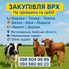 Закуповуємо ВРХ на триманння та забій Житомирська Київська область