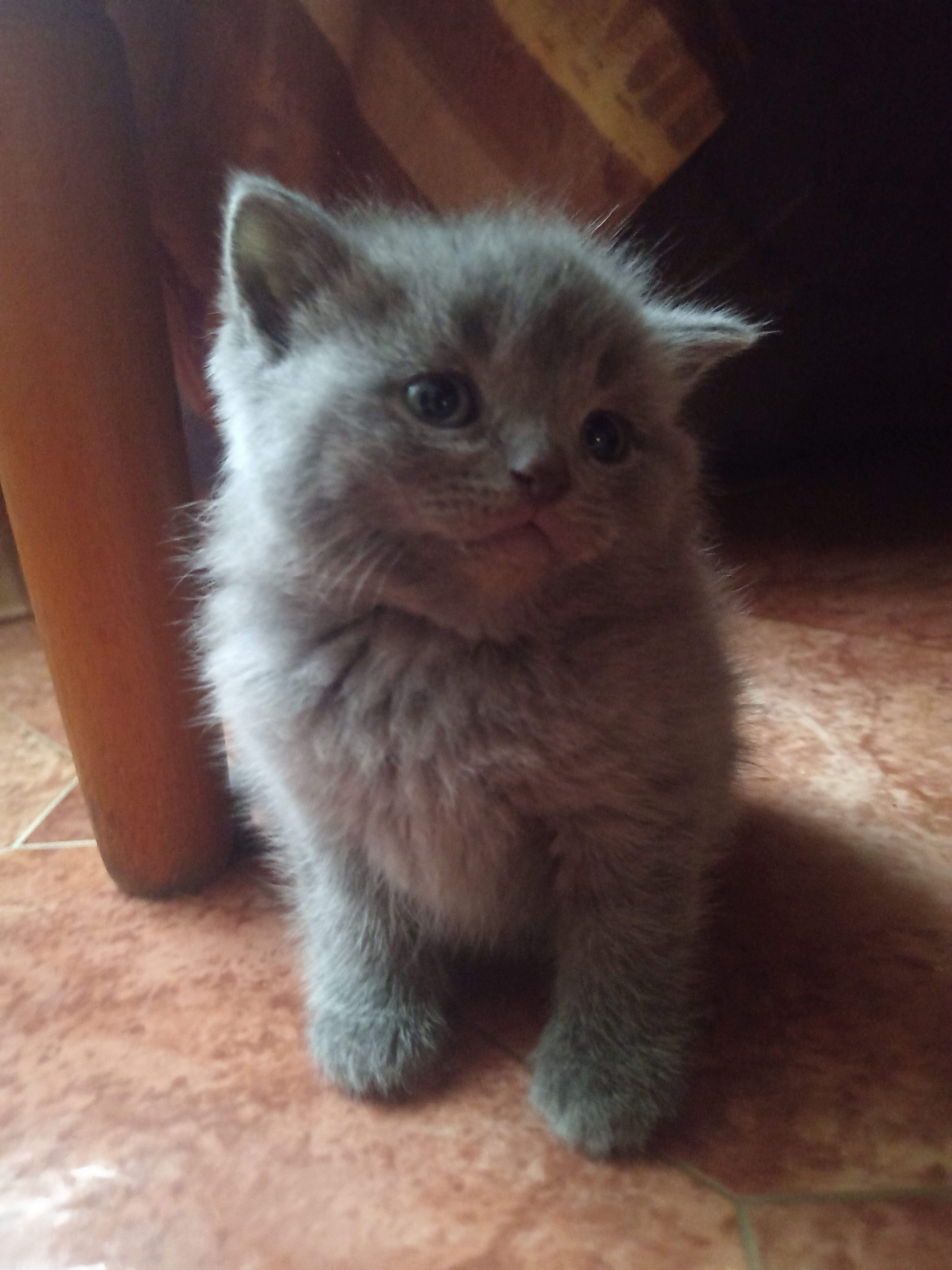 Британські кошенята шукають люблячих господарів, фото 1 Британські кошенята шукають люблячих господарів, фото 1