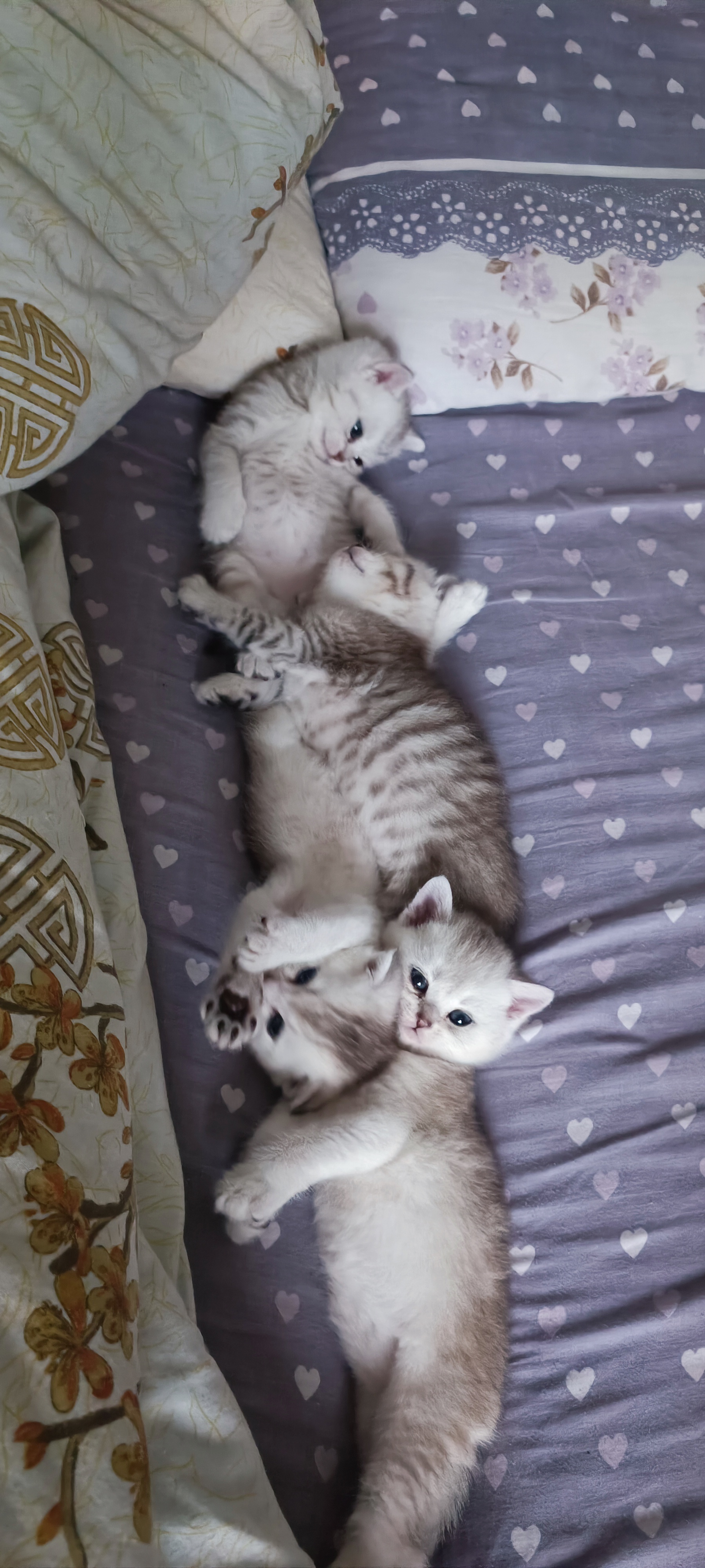 Шотландські прямовухі та висловухі кошенята, фото 1 Шотландські прямовухі та висловухі кошенята, фото 1