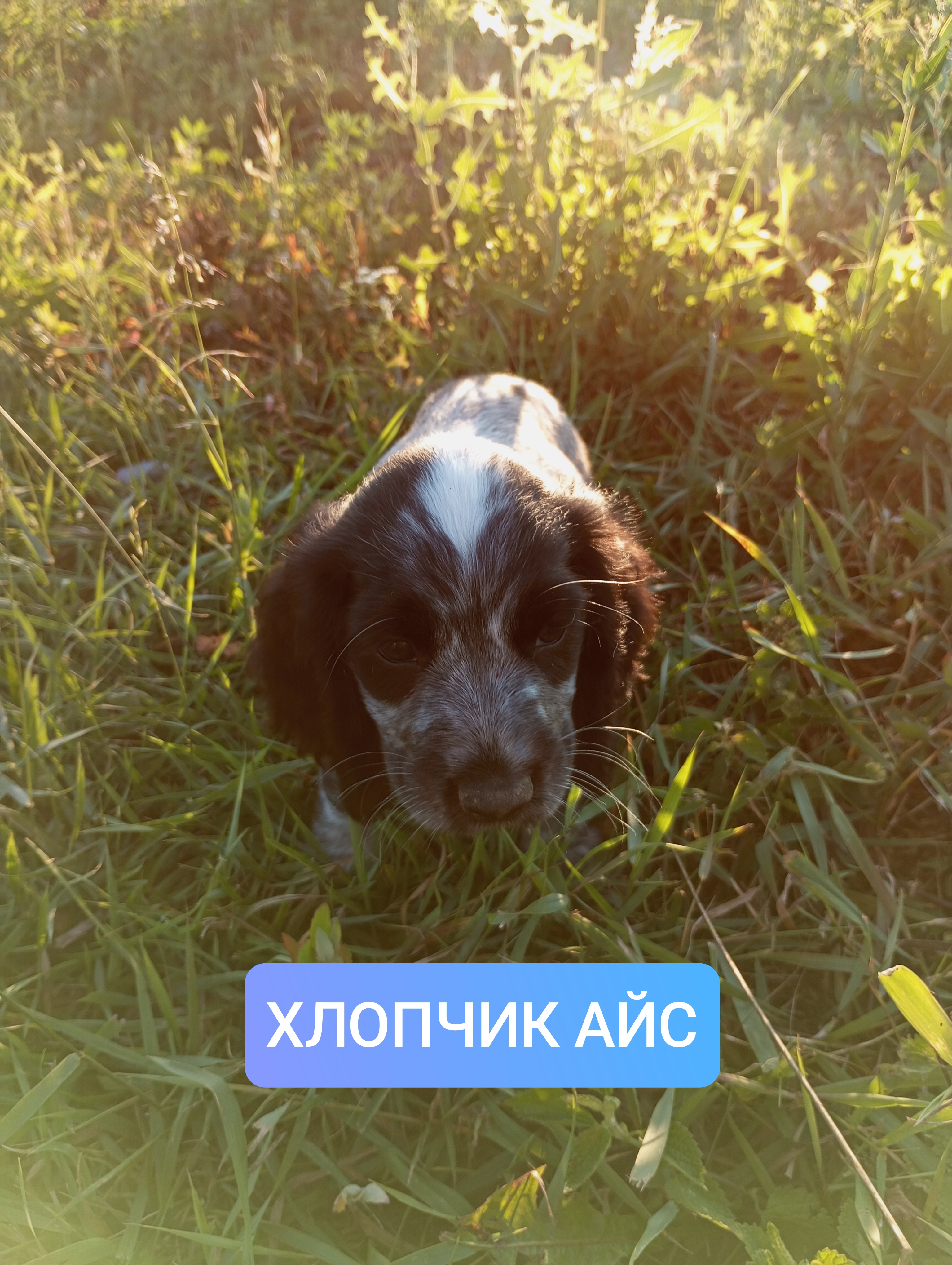 Цуценята спаніеля мисливського, фото 1 Цуценята спаніеля мисливського, фото 1