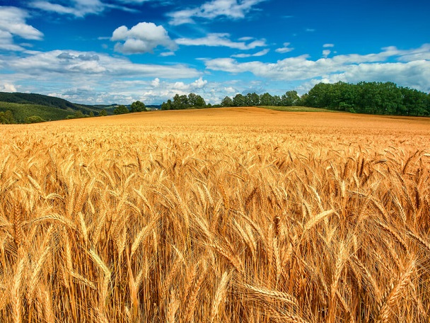 Купуємо зерновідходи, некондицію та побічні продукти, фото 1 Купуємо зерновідходи, некондицію та побічні продукти, фото 1