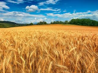 Купуємо зерновідходи, некондицію та побічні продукти - фото