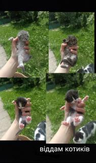 Віддам котиків в добрі руки Віддам котиків в добрі руки