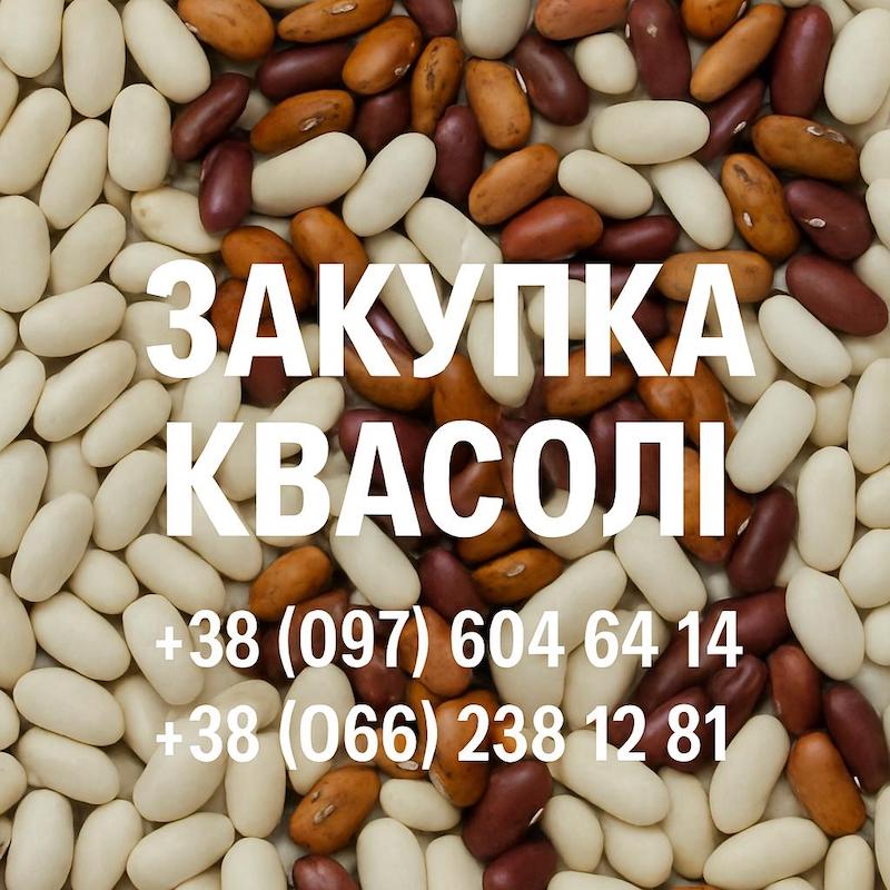 Закупівля квасолі оптовими партіями, фото 1 Закупівля квасолі оптовими партіями, фото 1