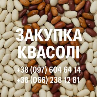 Купуємо квасолю різних сортів - фото