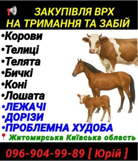 Закупівля Врх Житомирська Київська область - фото