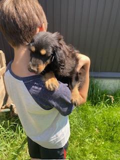 Продаж цуценят породи спанієль - фото