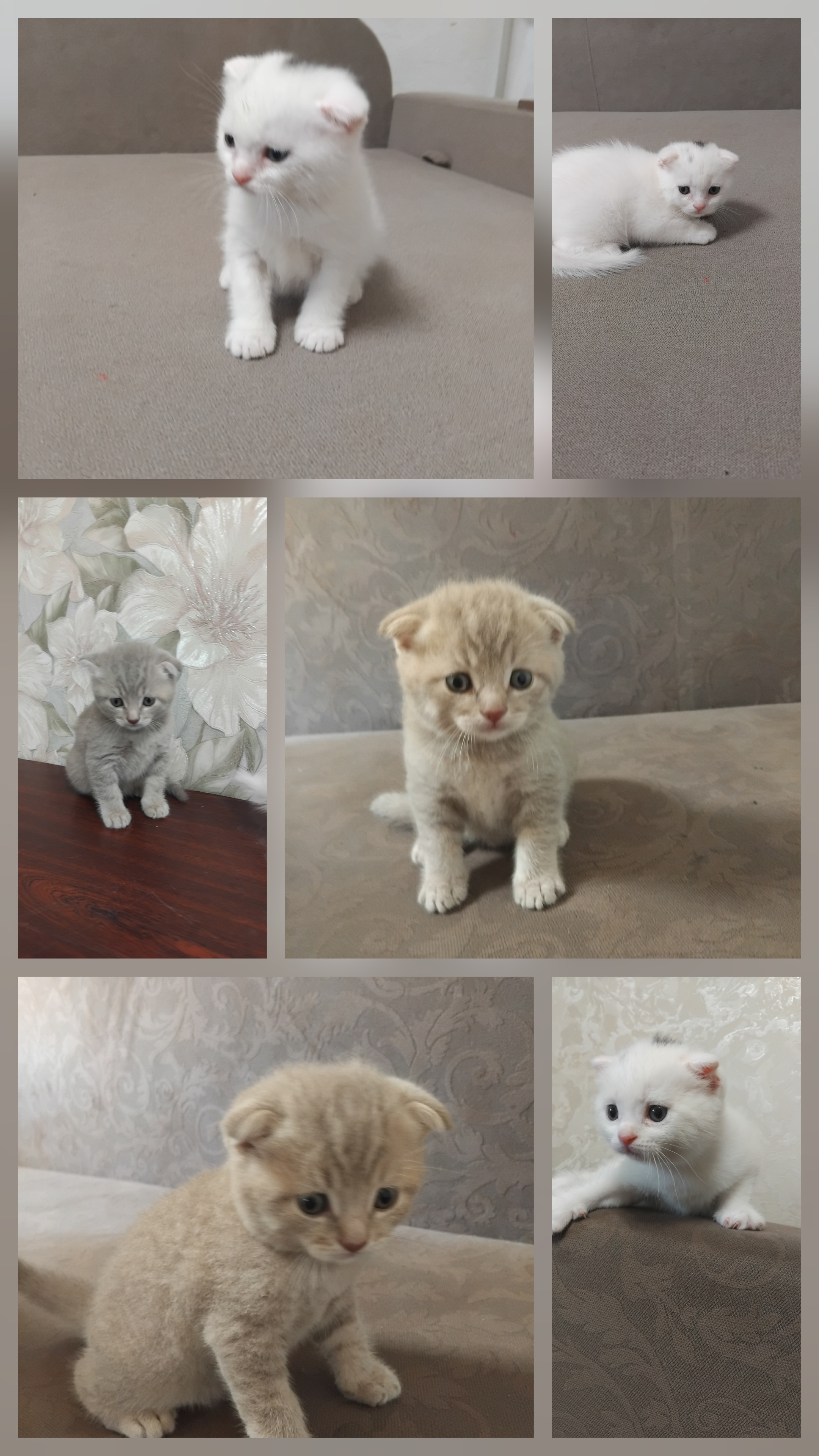 Котики шотландська Висловуха кошенята, фото 1 Котики шотландська Висловуха кошенята, фото 1