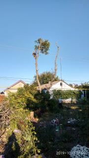 Спилим обрежем деревья, удалим поросли - фото