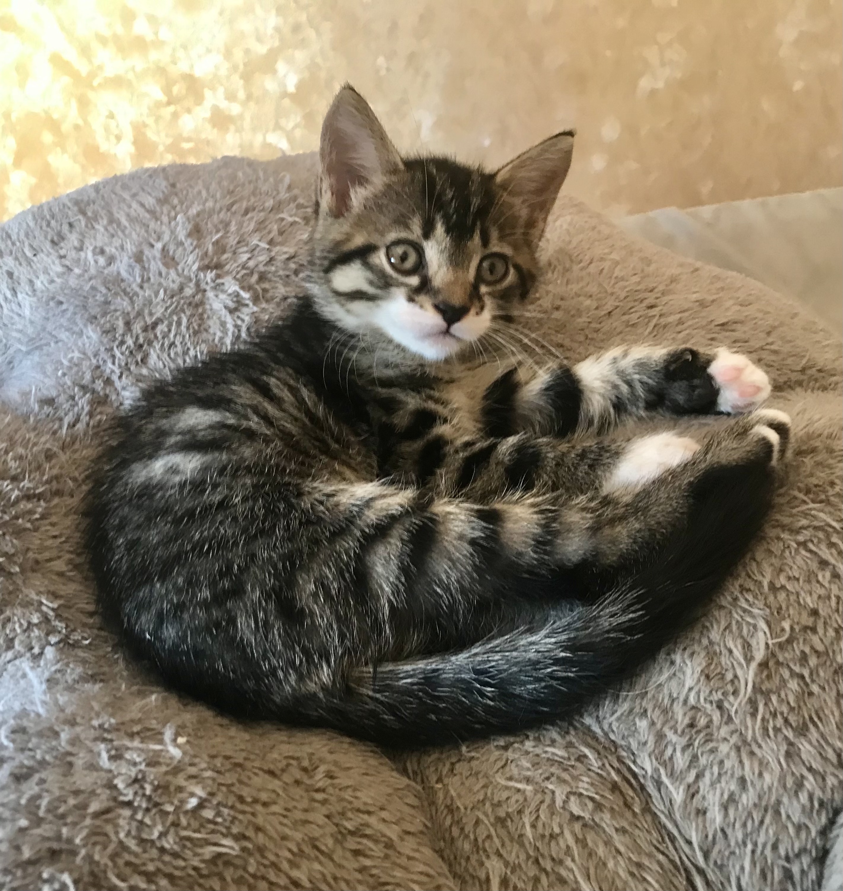 У пошуках люблячої мамочки активний, милий, чудовий котик!, фото 1 У пошуках люблячої мамочки активний, милий, чудовий котик!, фото 1