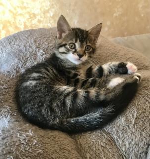 У пошуках люблячої мамочки активний, милий, чудовий котик! - фото