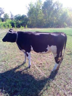 Теличка тільна 3 місяці Теличка тільна 3 місяці