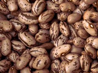 Квасоля. Опт. Доставка - фото