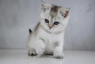 Шотландське кошеня срібна шиншила - фото