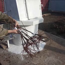 Однорічні саджанці винограду, фото 1 Однорічні саджанці винограду, фото 1