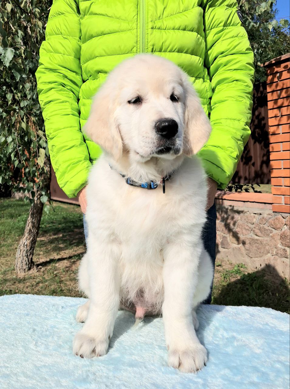 Цуценята золотистого ретрівера, фото 1 Цуценята золотистого ретрівера, фото 1