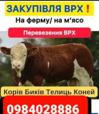 Закупівля корів коней на мясо та утримання