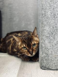 Шикарний Бенгальський котик - фото