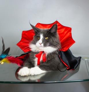 Котик мейнкун з родословною