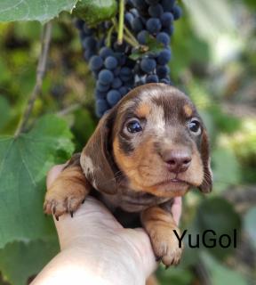 Такса мініатюрна Такса мініатюрна