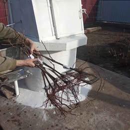 Саджанці винограду - фото