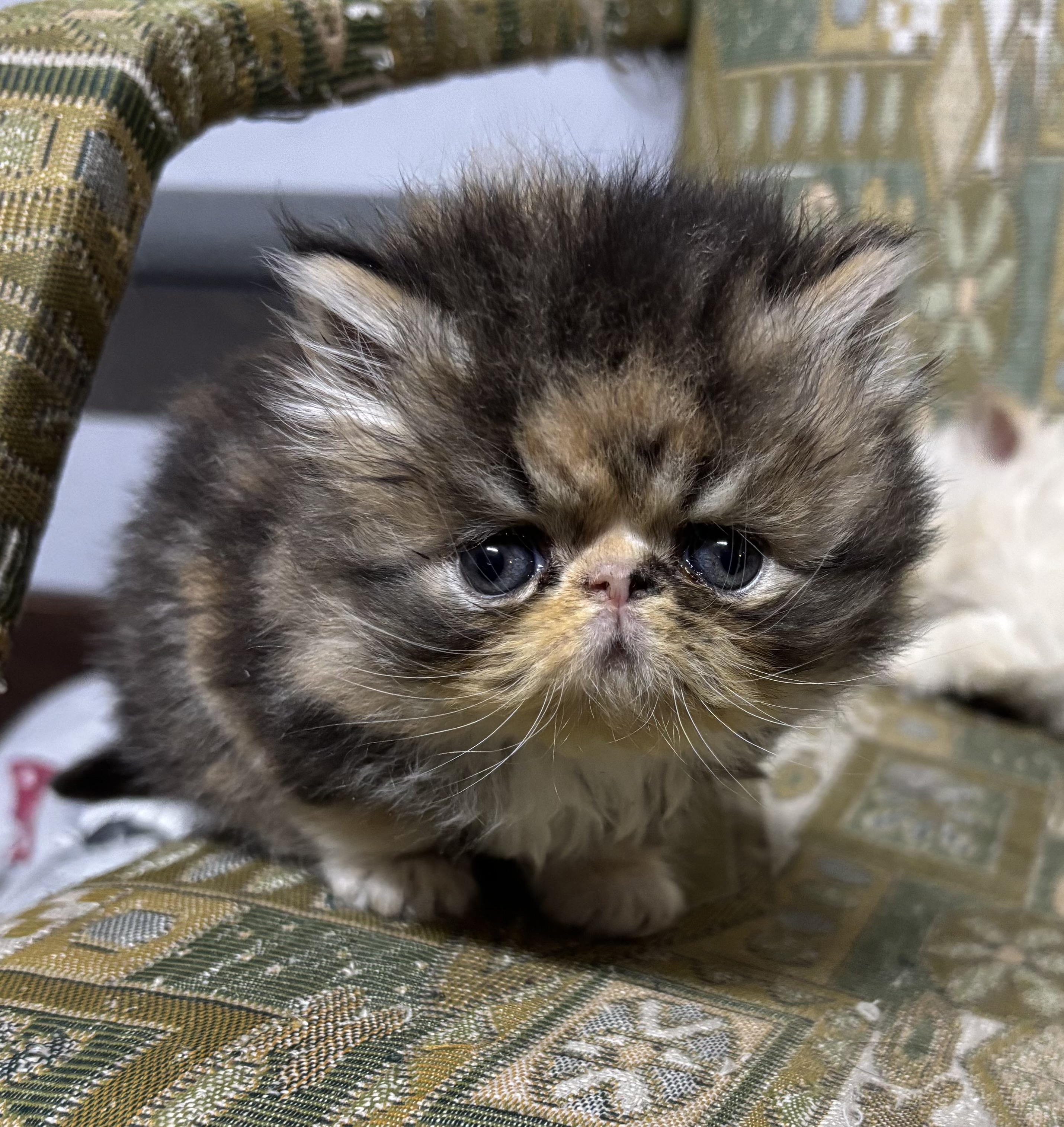 Чистокровні персидські кошенята, фото 1 Чистокровні персидські кошенята, фото 1