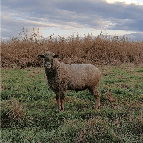 Продам барана, фото 1 Продам барана, фото 1