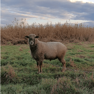 Продам барана - фото